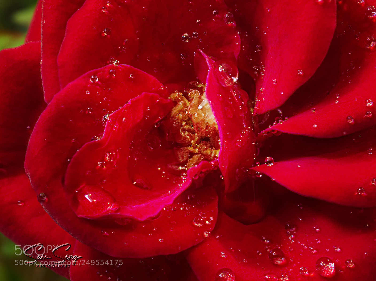 Olympus OM-D E-M10 III sample photo. Rose close up photography