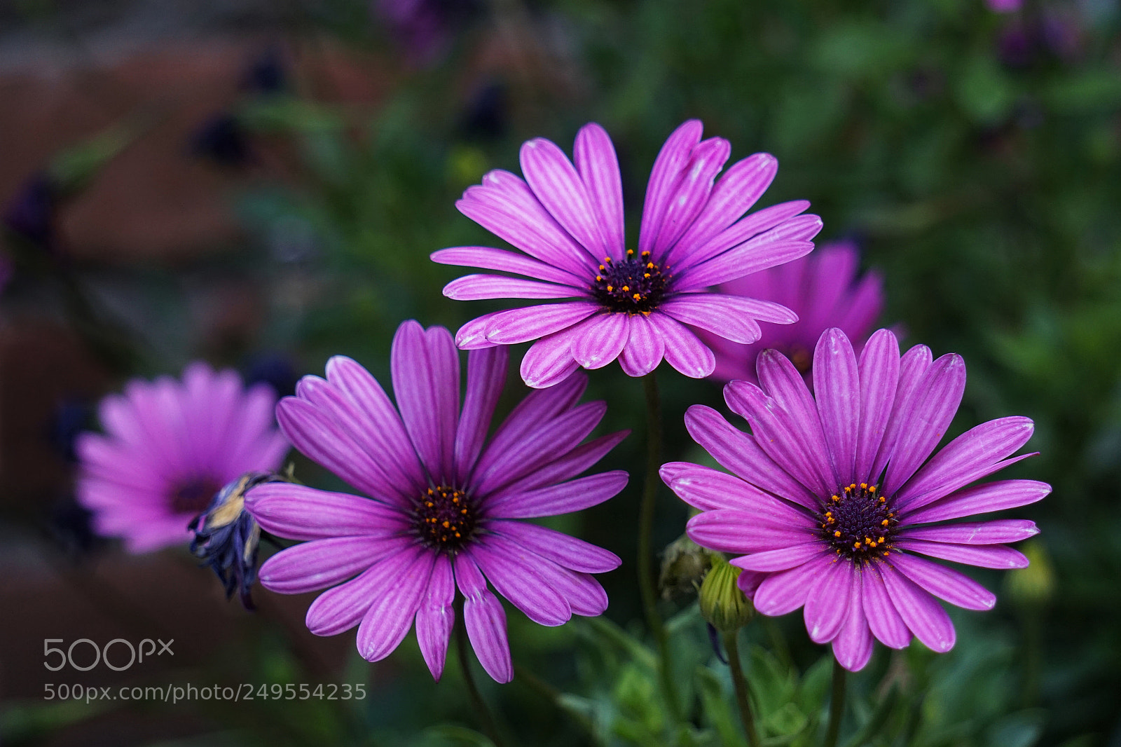 Sony a6000 sample photo. Violets () photography