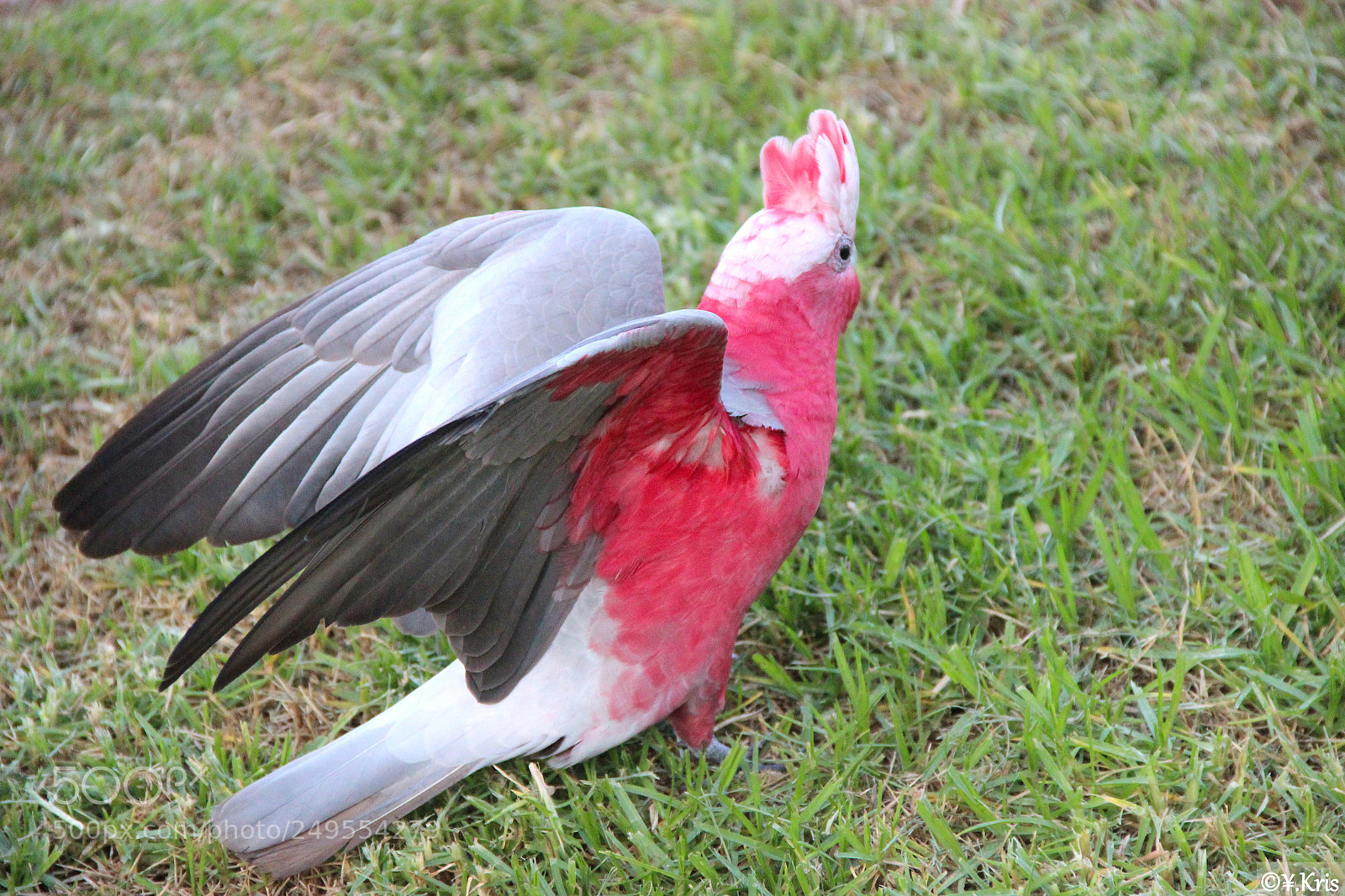 Canon EOS 600D (Rebel EOS T3i / EOS Kiss X5) sample photo. Birds of australia photography