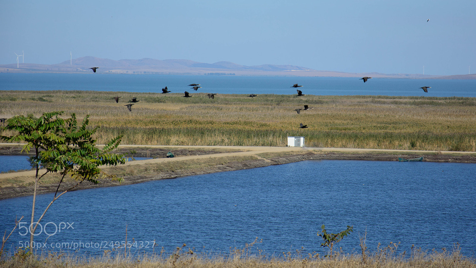 Nikon D5200 sample photo. Flight of the cormorants photography