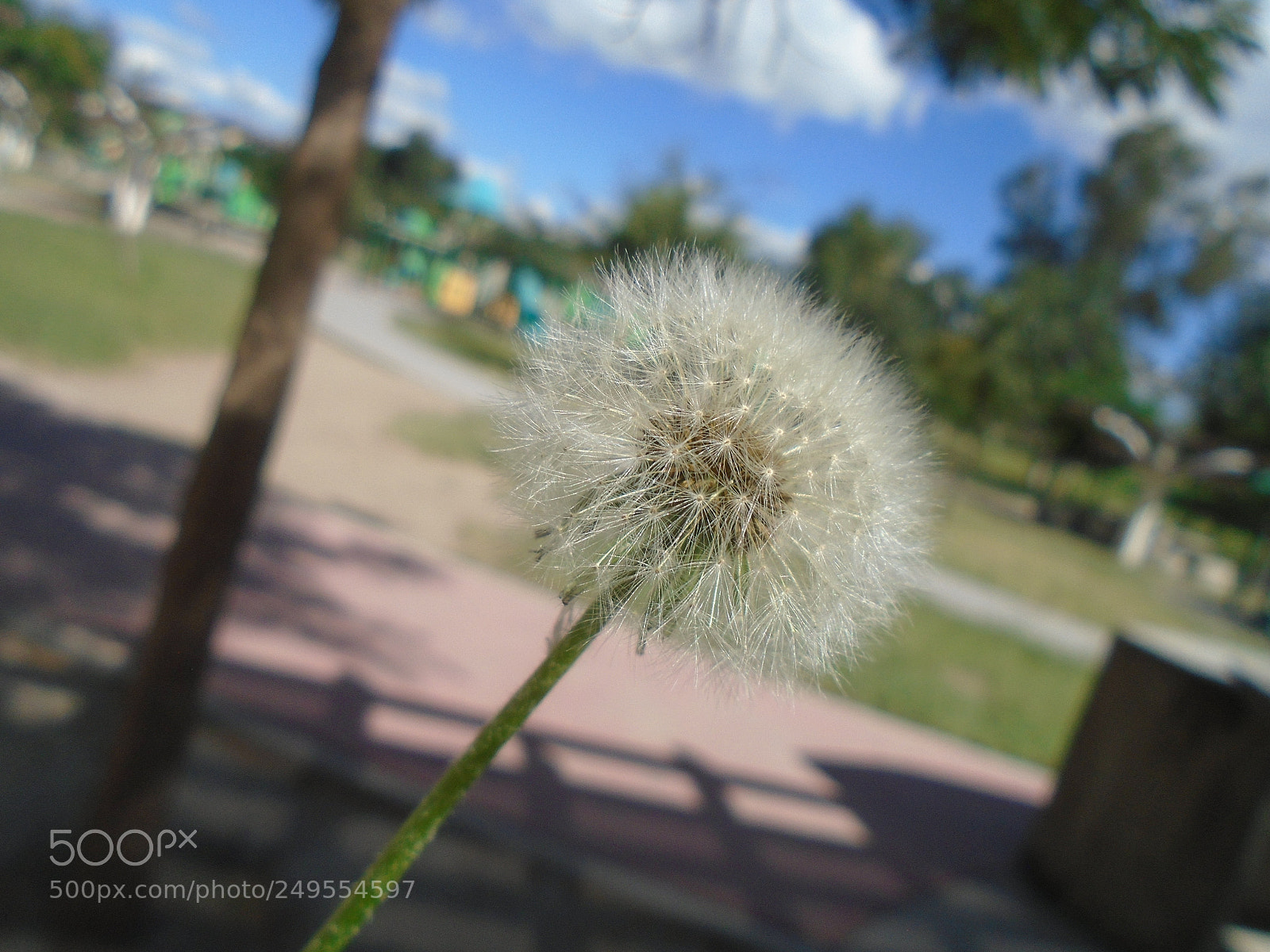 Sony Cyber-shot DSC-W800 sample photo. Dandelion. photography