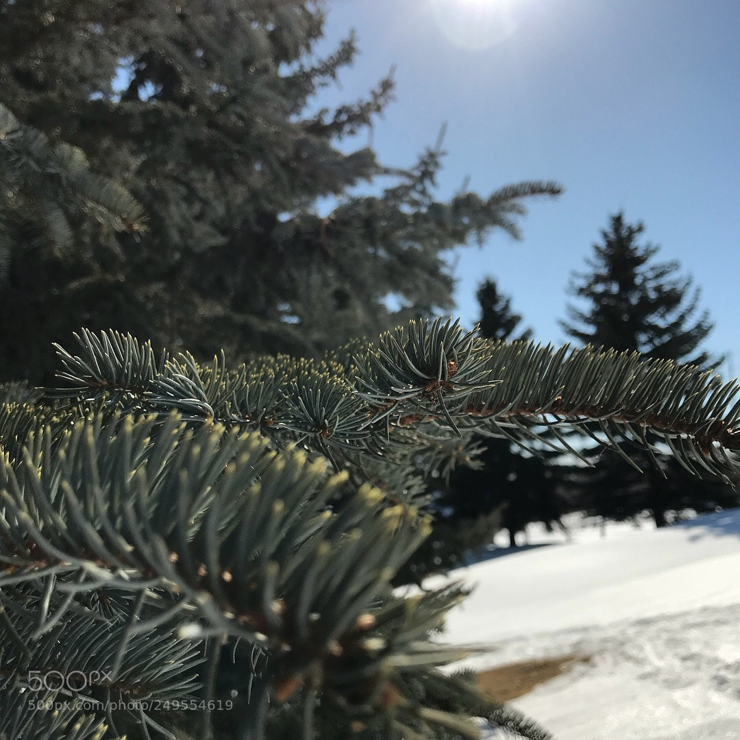 Apple iPhone 7 sample photo. Finally able to get photography
