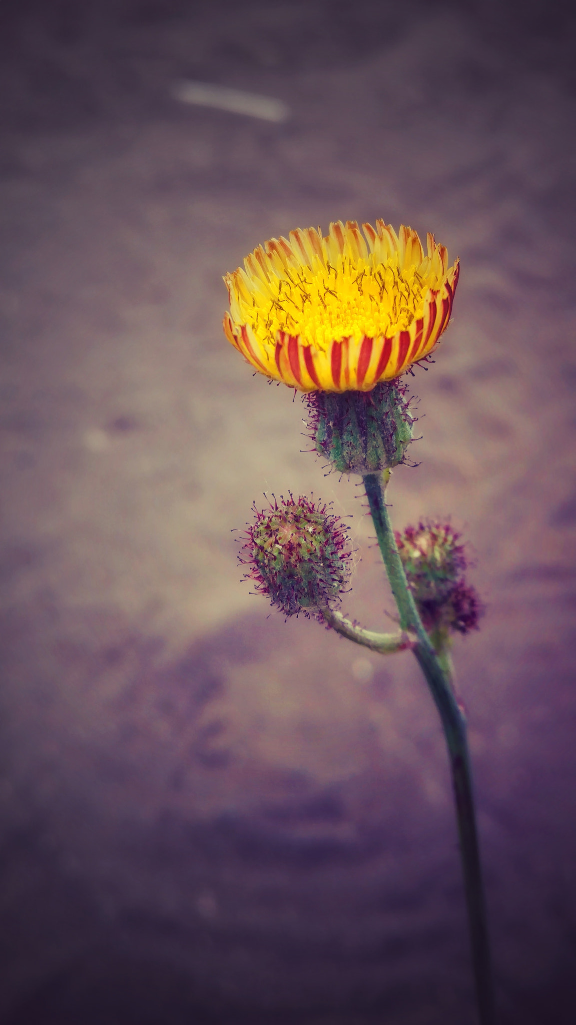 Motorola Moto X Pure Edition sample photo. Dandelion photography
