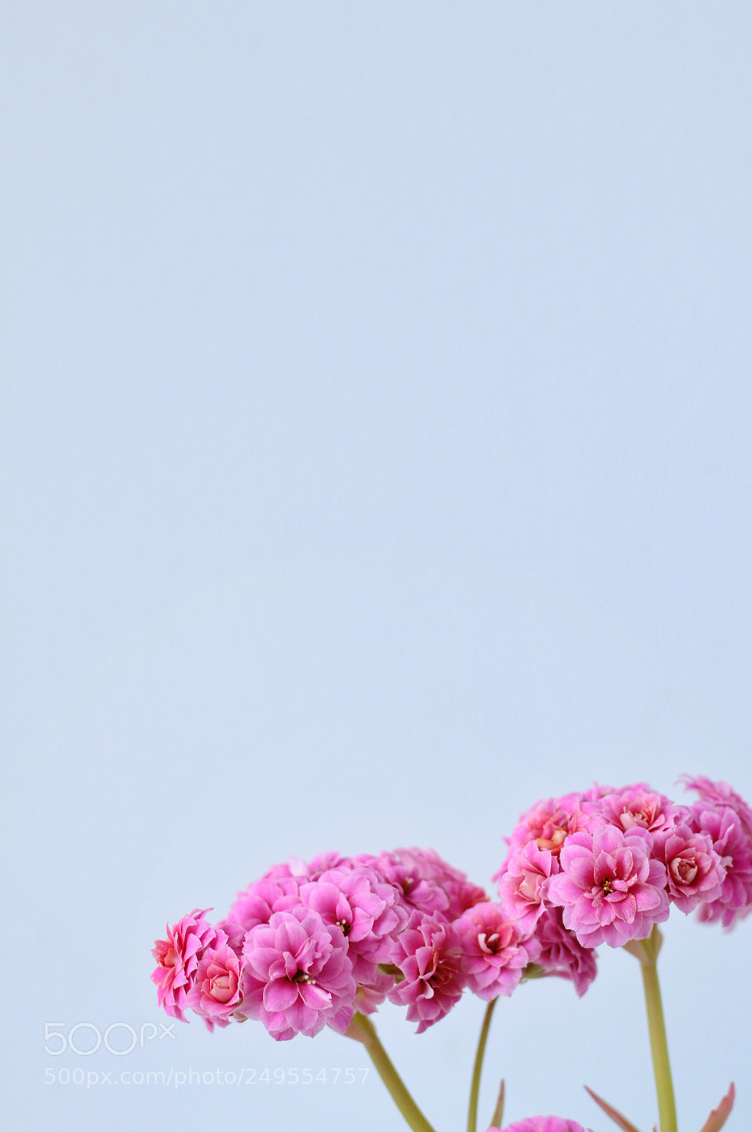 Canon EOS 70D sample photo. Untitled photography