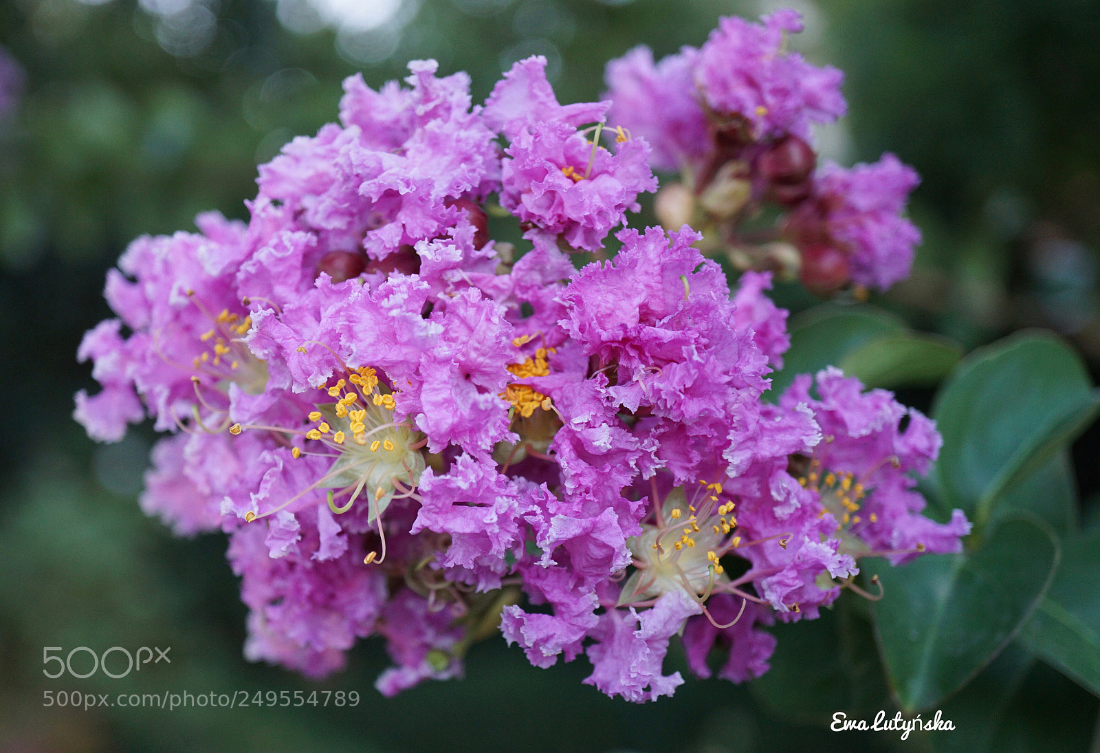 Sony a6000 sample photo. Lagerstroemia  photography