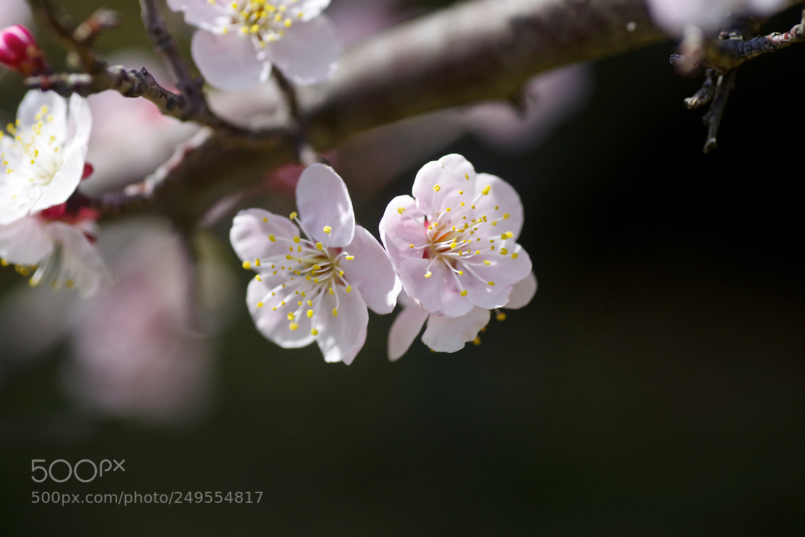 Pentax K-1 sample photo. Child hood plum photography