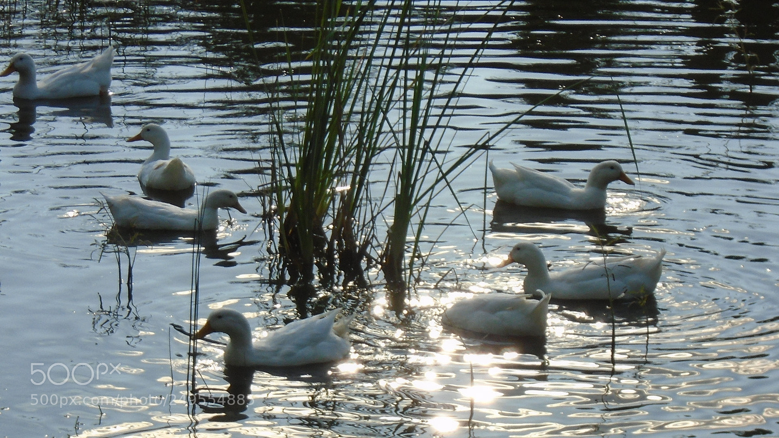 Sony Cyber-shot DSC-W800 sample photo. Patos. photography