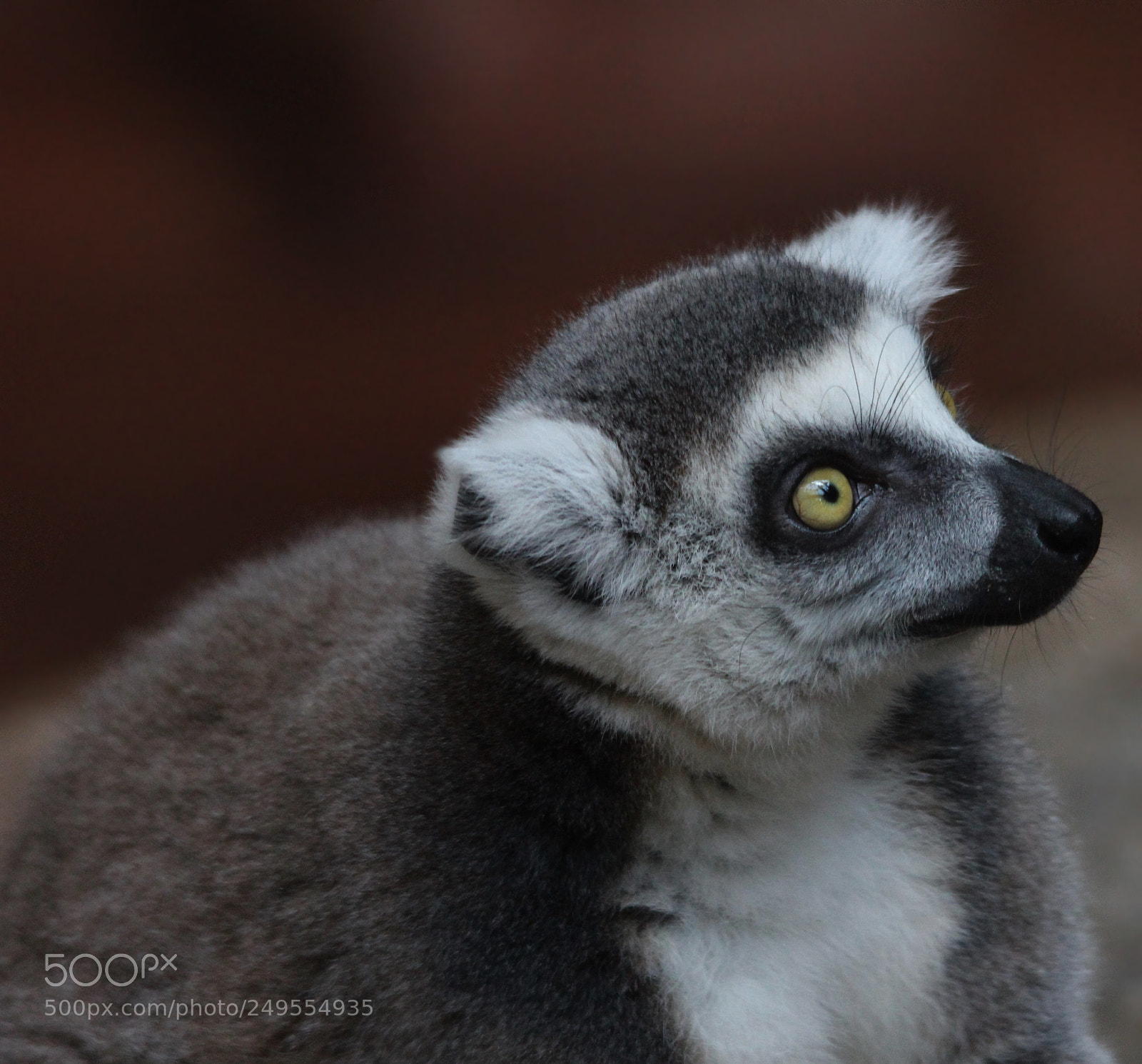 Canon EOS 600D (Rebel EOS T3i / EOS Kiss X5) sample photo. #0495- ring tailed lemur photography