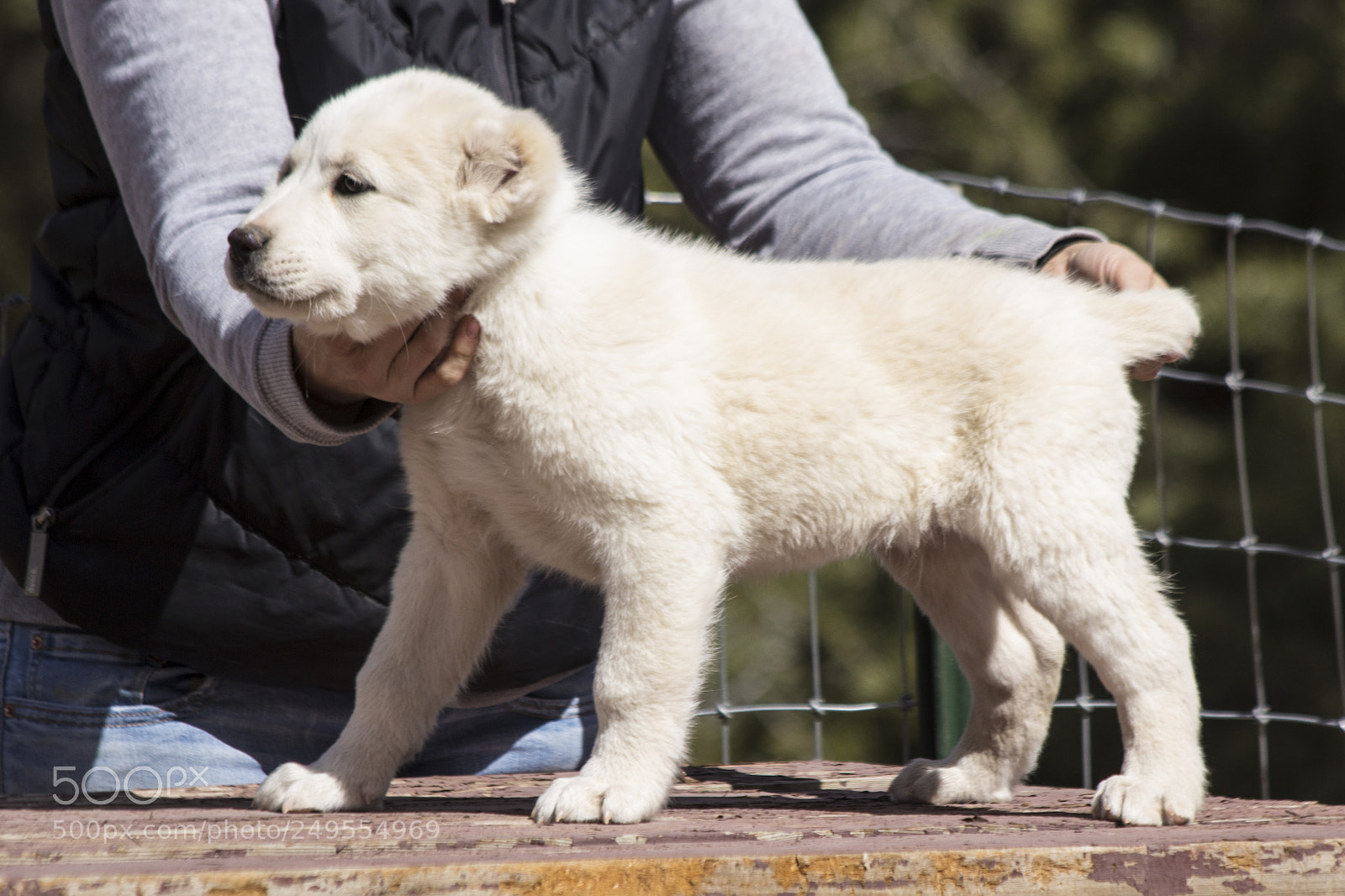 Canon EOS 60D sample photo. Timurxnina-litter2-malepuppy3(9 weeks) photography