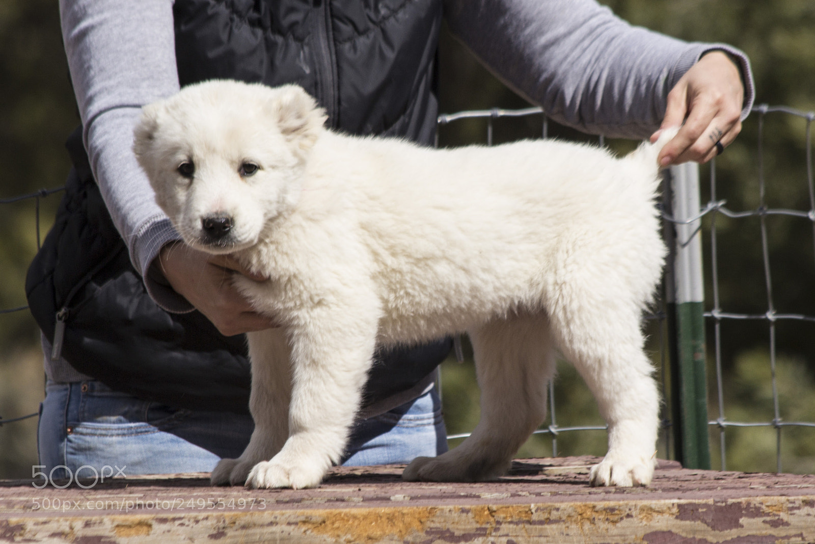 Canon EOS 60D sample photo. Timurxnina-litter2-femalepuppy2(9 weeks) photography