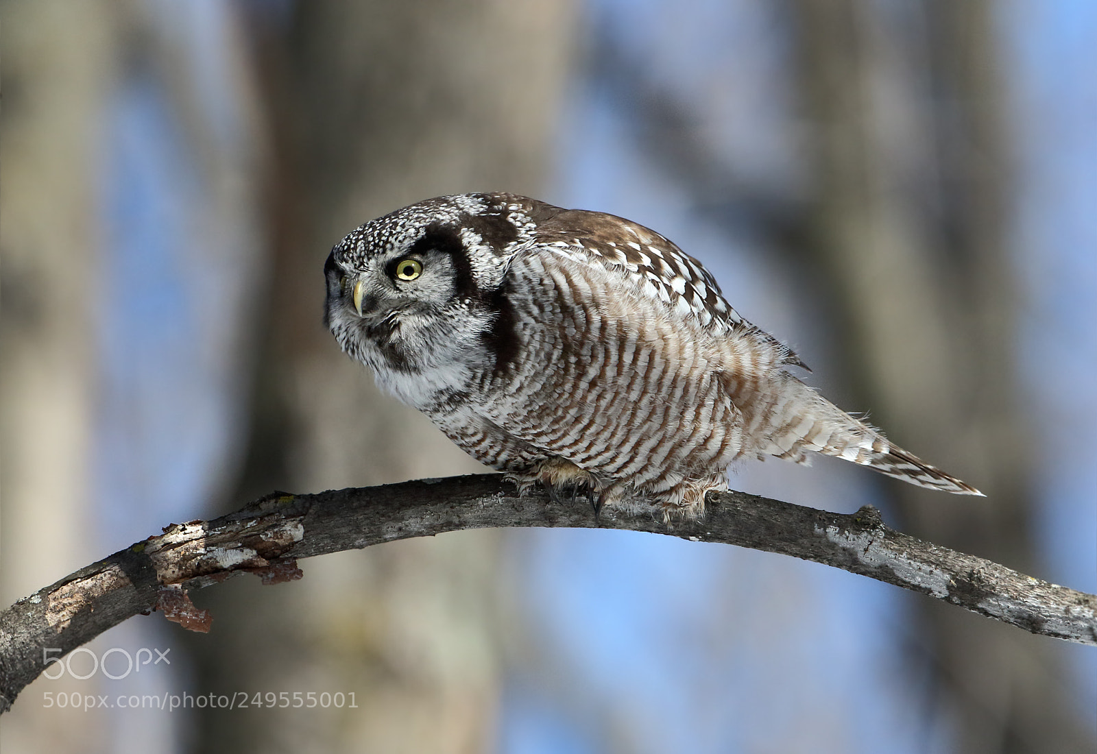 Canon EOS 7D Mark II sample photo. Hawk owl photography