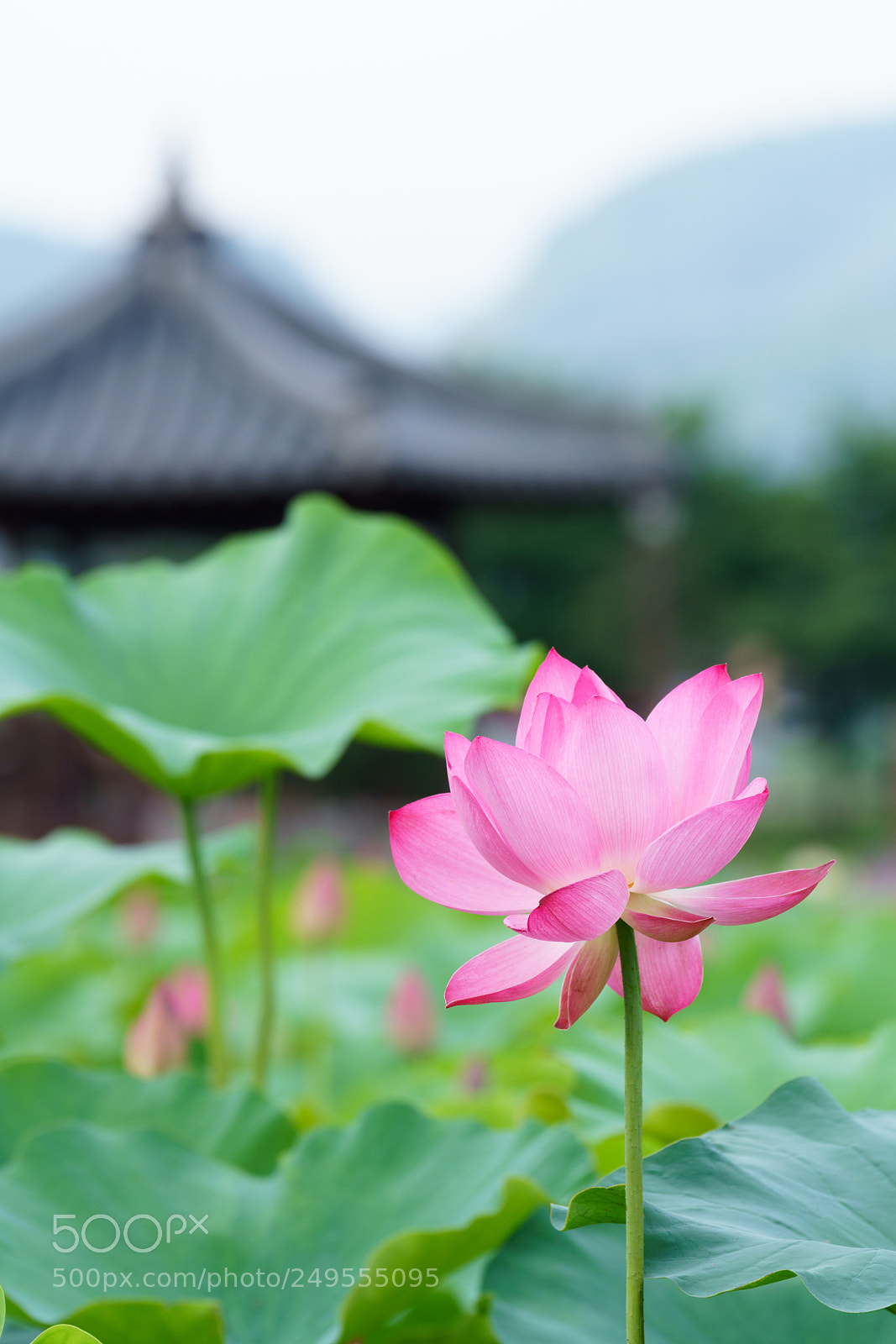 Sony a99 II sample photo. Lotus photography