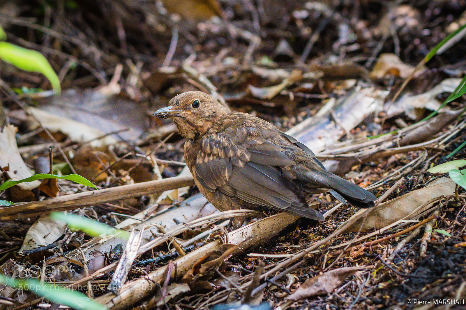 Nikon D500 sample photo. Juvenile eurasian blackbird photography