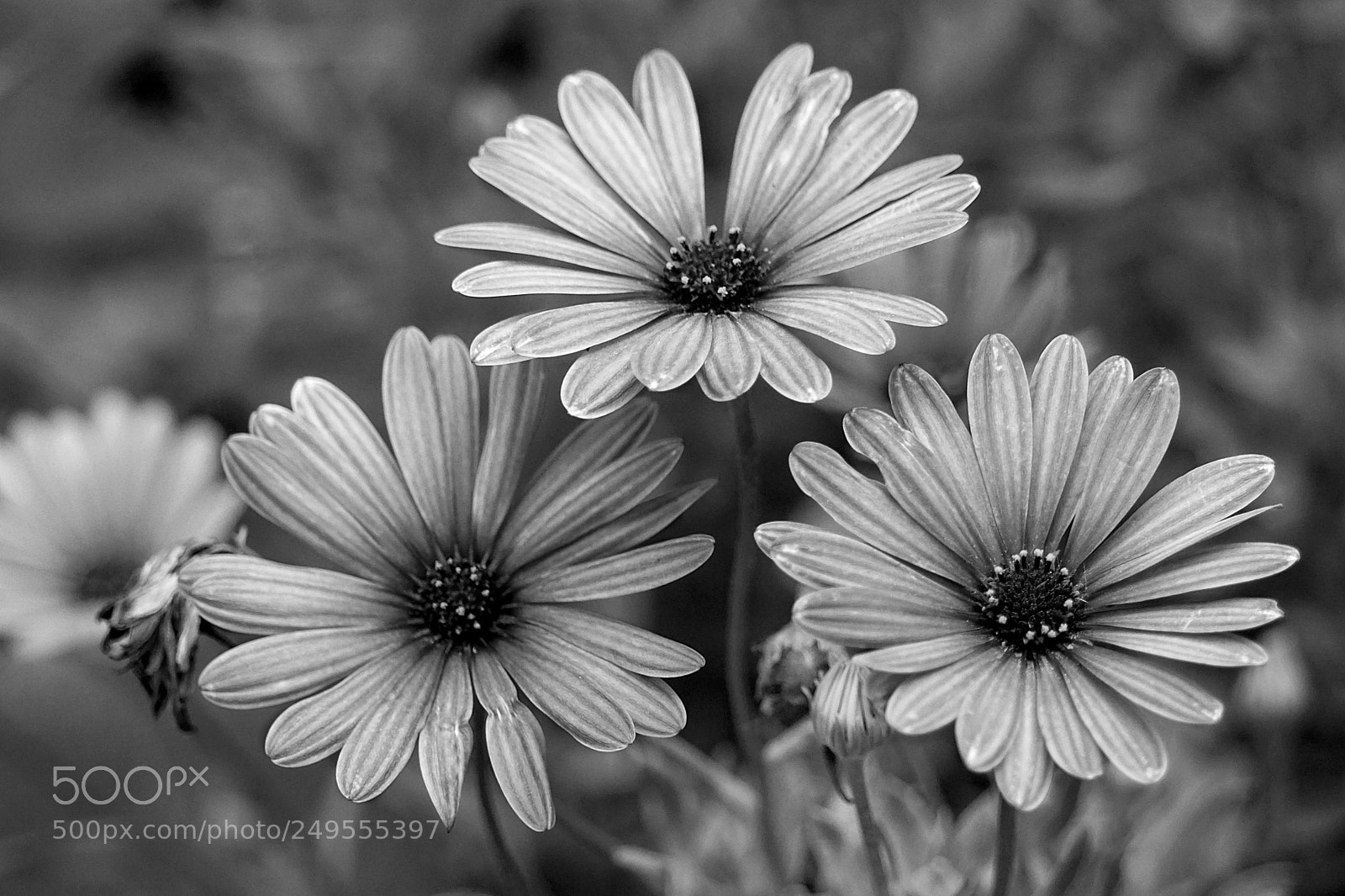 Sony a6000 sample photo. Violets b&w photography