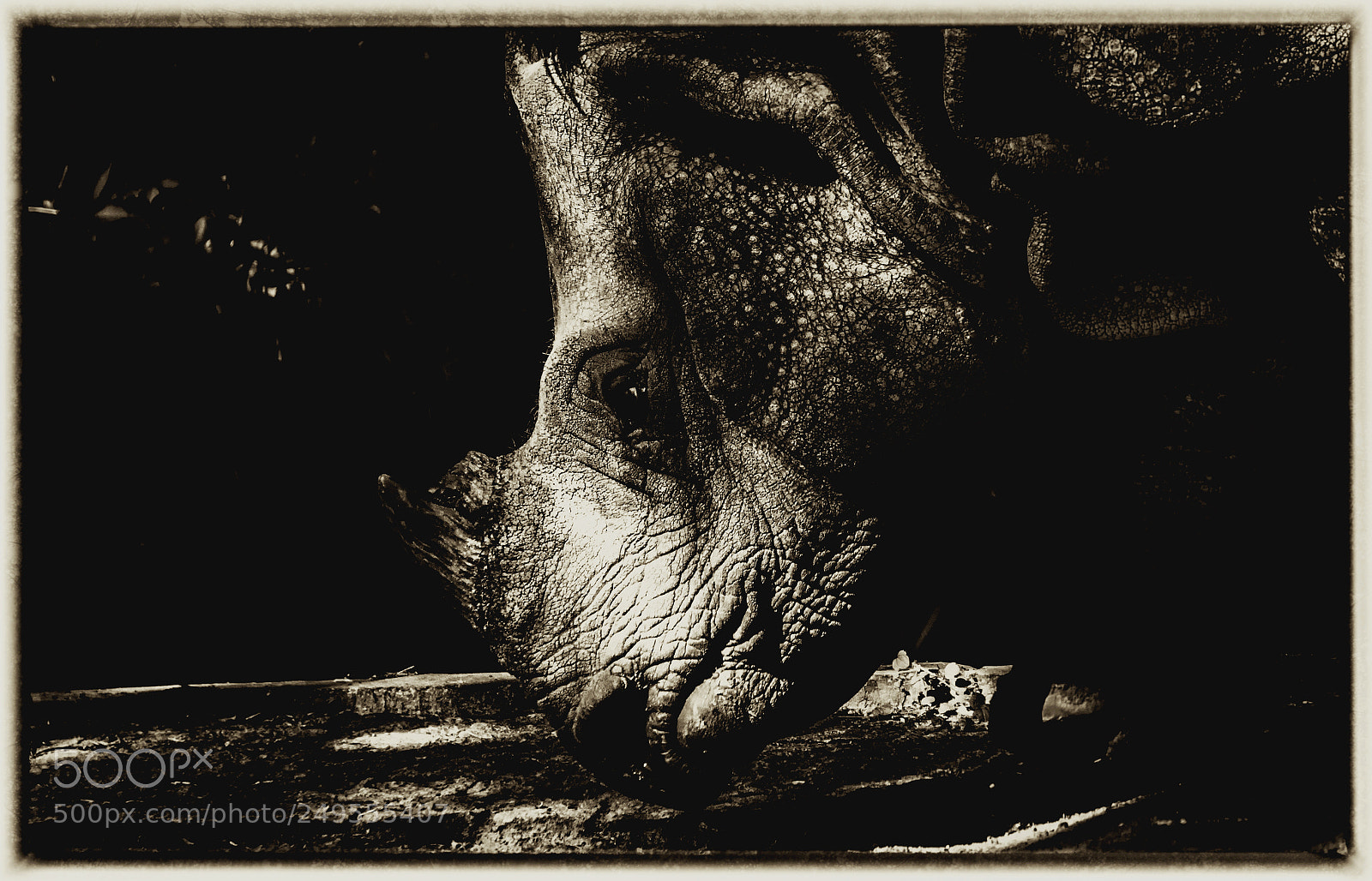 Nikon D5200 sample photo. Rhino sw low key photography