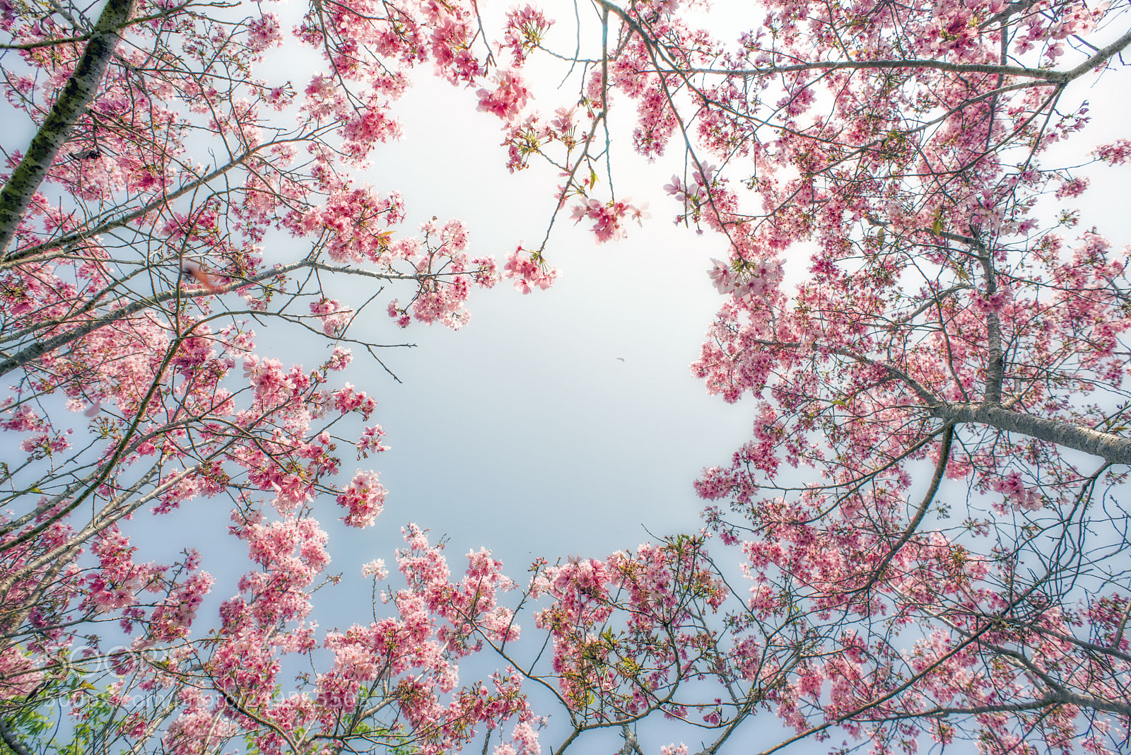 Nikon D610 sample photo. 櫻花 photography