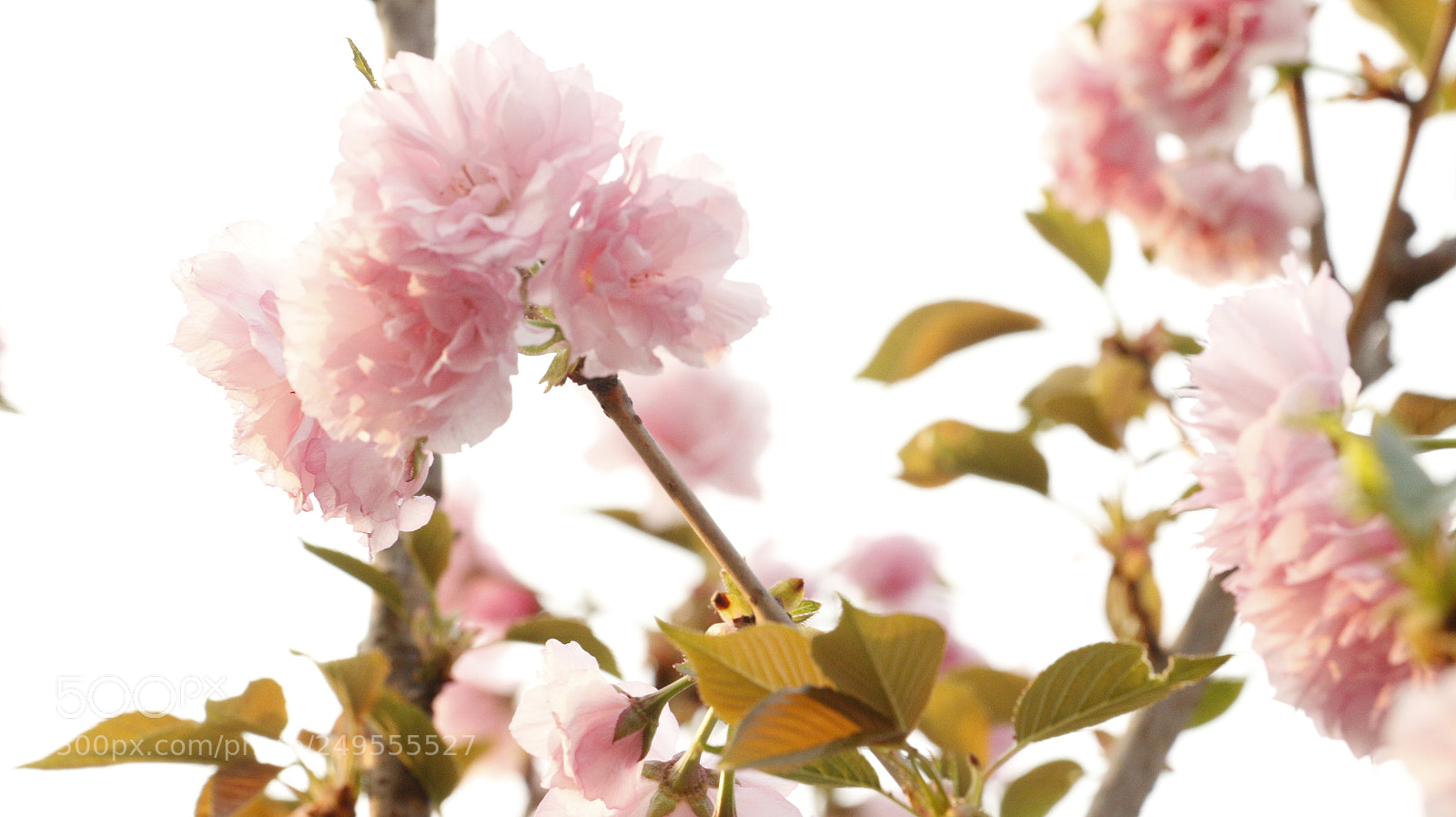 Canon EOS 70D sample photo. Cherry photography