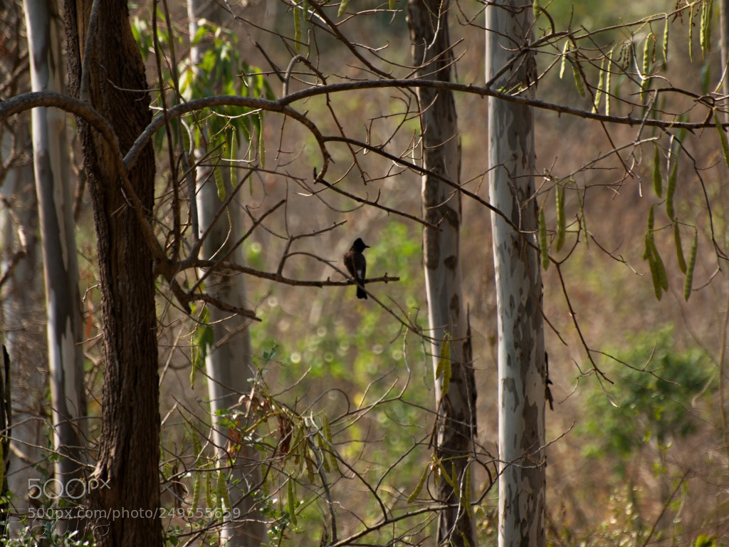 Nikon D3300 sample photo. Alone photography