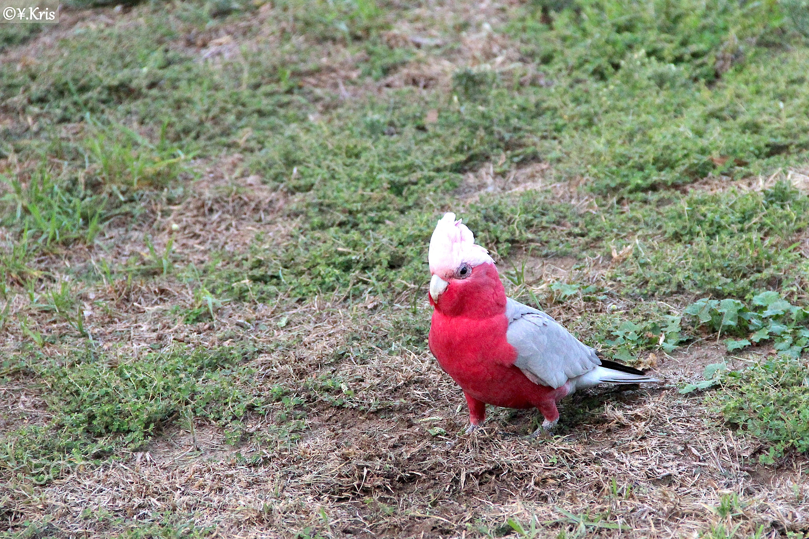 Canon EOS 600D (Rebel EOS T3i / EOS Kiss X5) sample photo. Birds of australia photography