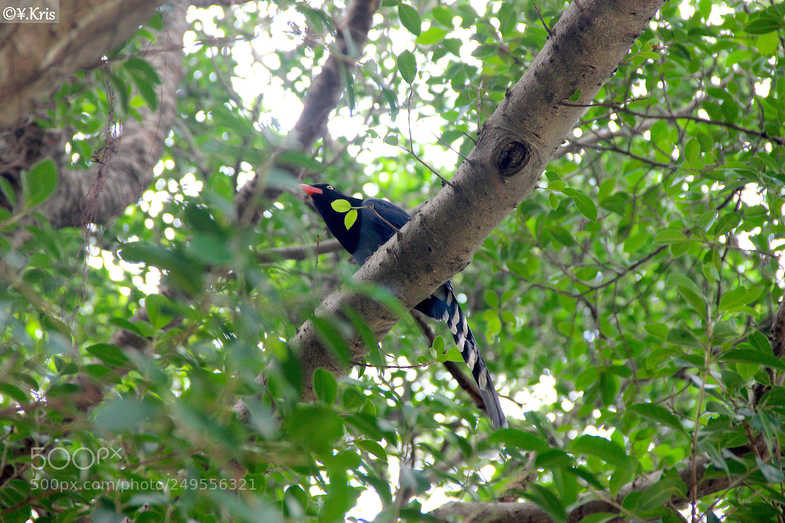 Canon EOS 600D (Rebel EOS T3i / EOS Kiss X5) sample photo. Bird in tree photography