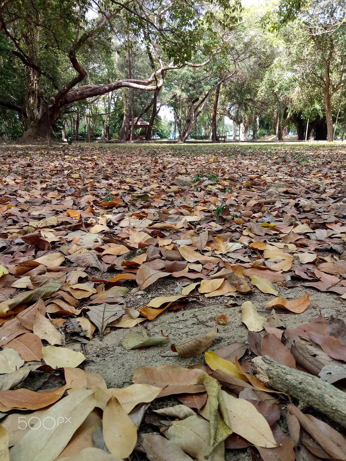 OPPO CPH1715 sample photo. Dry leaf in the park photography