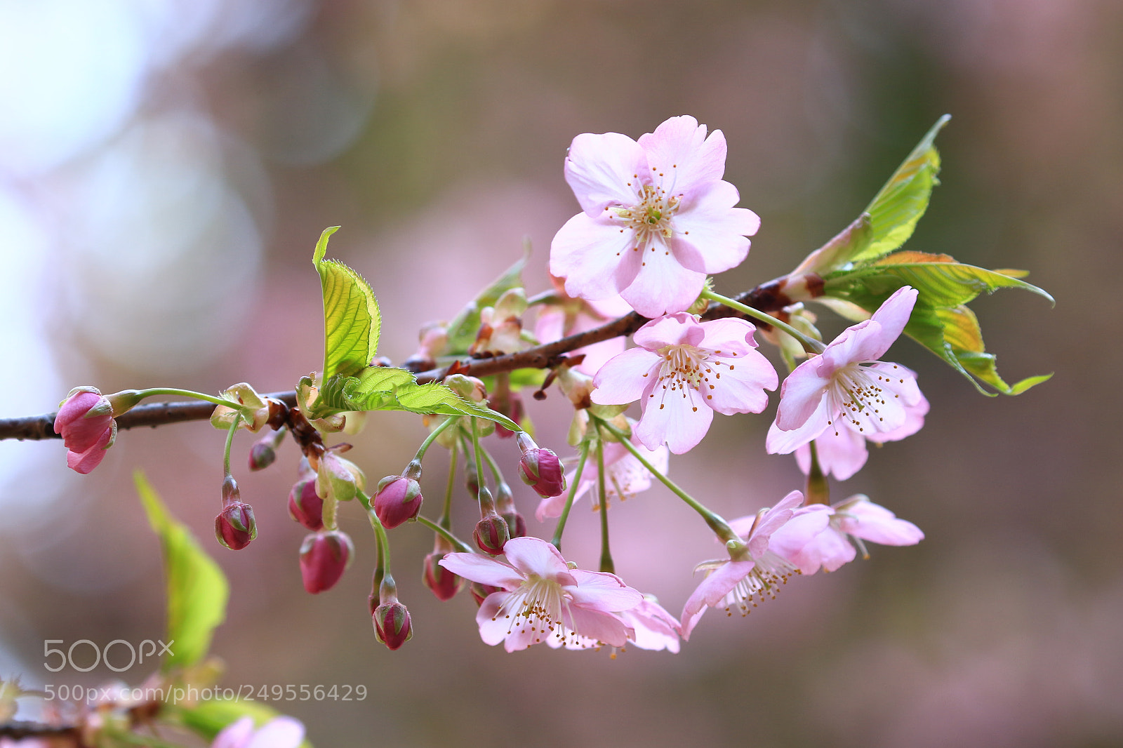 Canon EOS 7D Mark II sample photo. 河津桜  cherry blossom photography