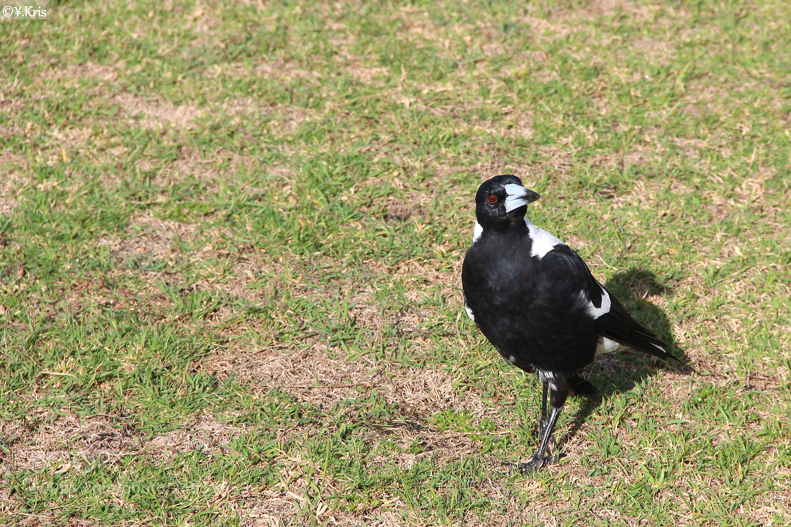 Canon EOS 600D (Rebel EOS T3i / EOS Kiss X5) sample photo. The sassy bird photography