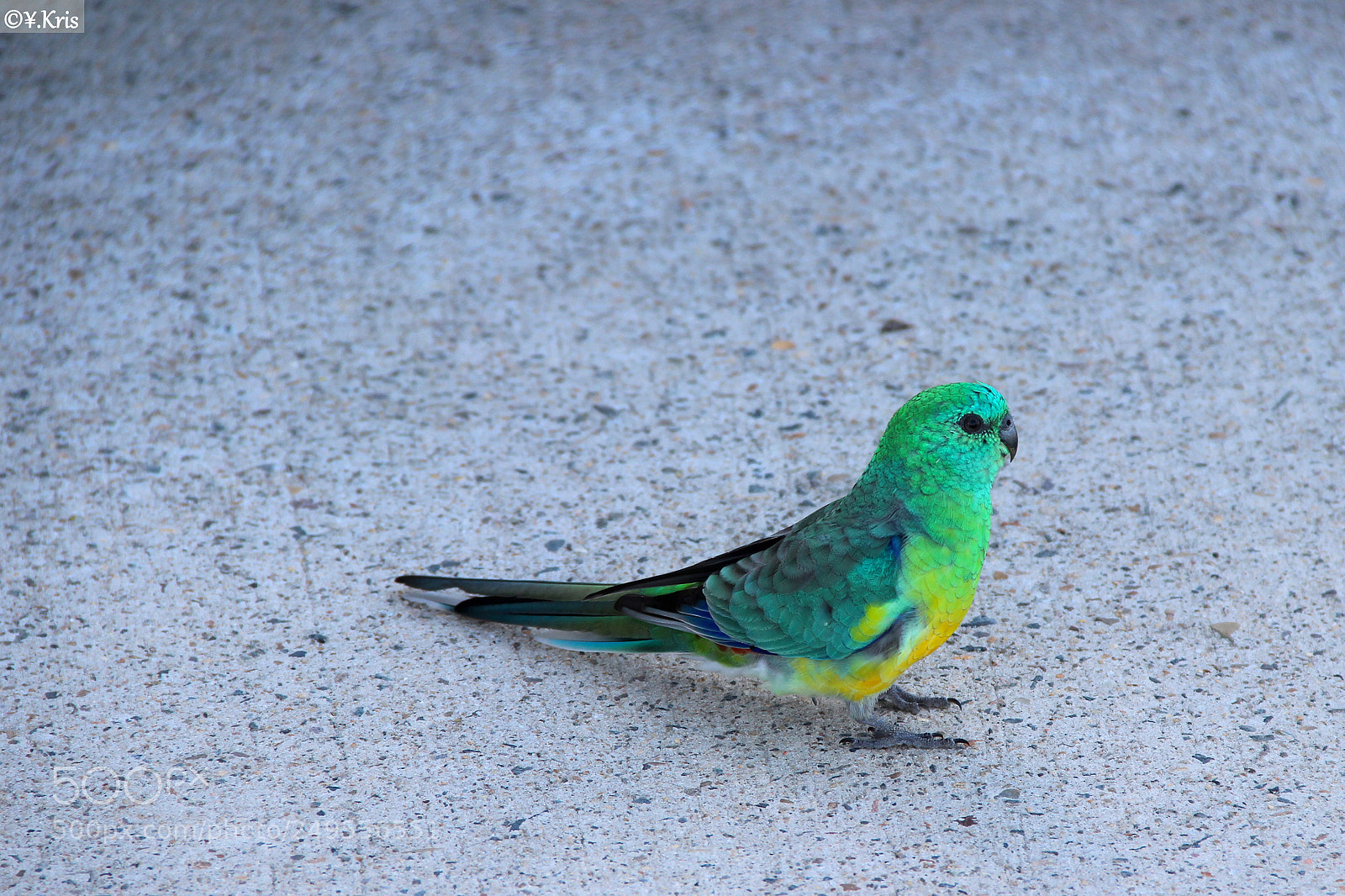 Canon EOS 600D (Rebel EOS T3i / EOS Kiss X5) sample photo. The rare colored neon photography
