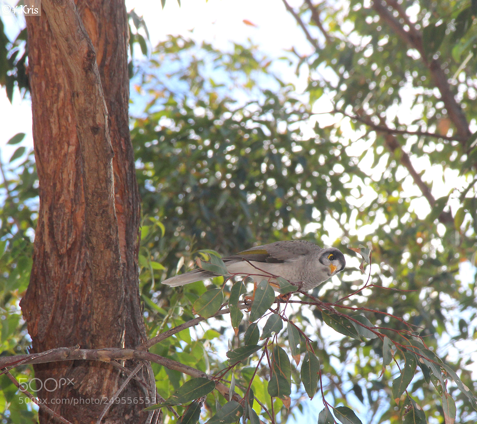 Canon EOS 600D (Rebel EOS T3i / EOS Kiss X5) sample photo. Hey human! photography