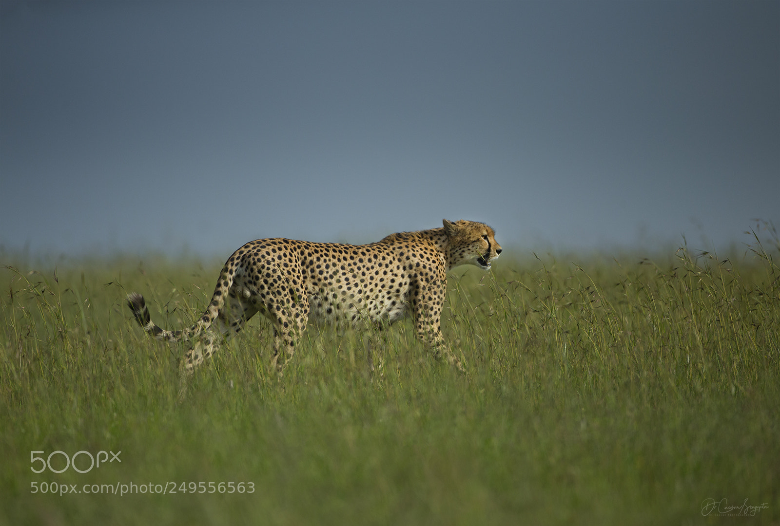 Canon EOS-1D X sample photo. Cat walk photography