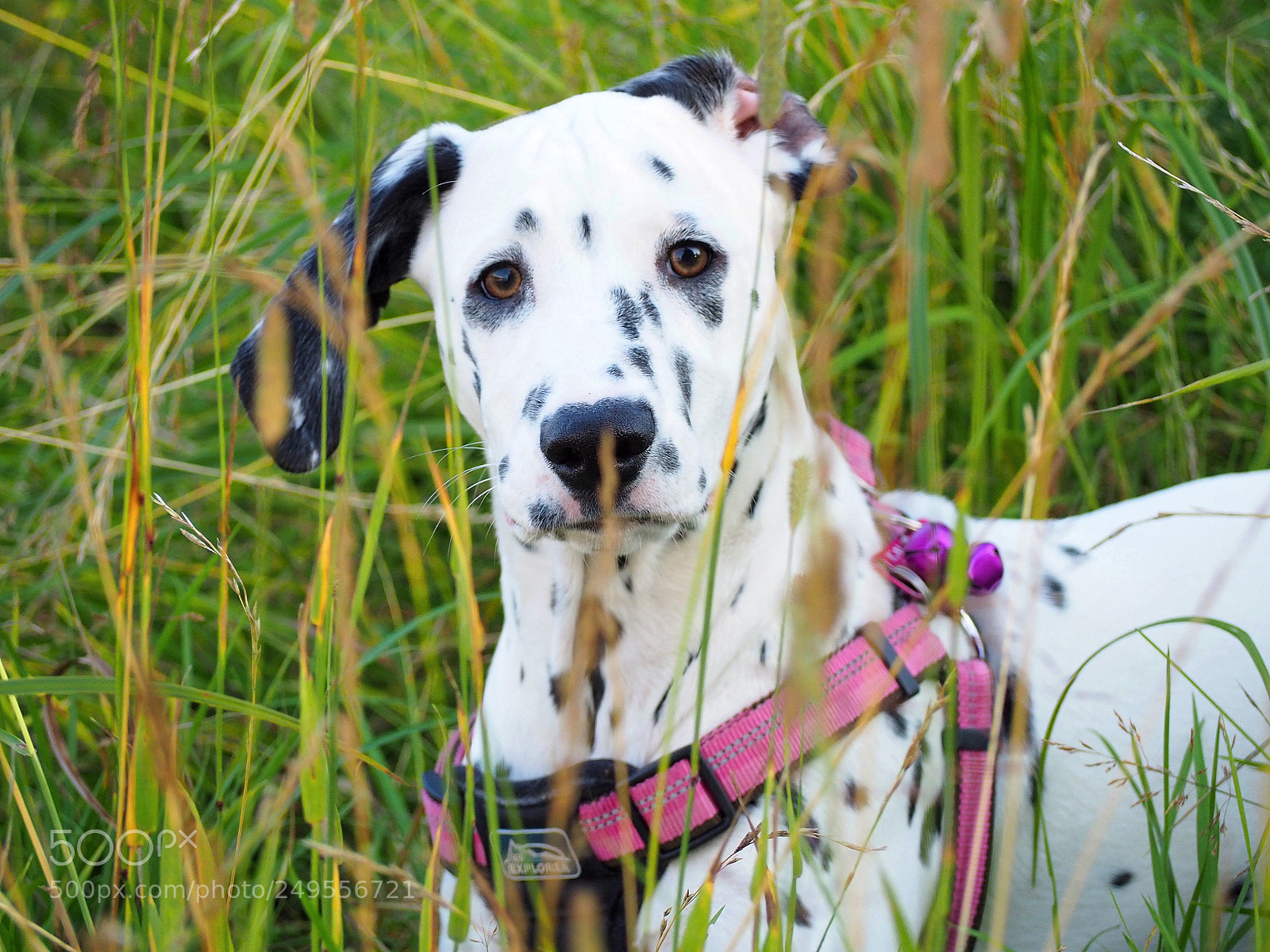 Olympus OM-D E-M10 II sample photo. Loves of my life photography