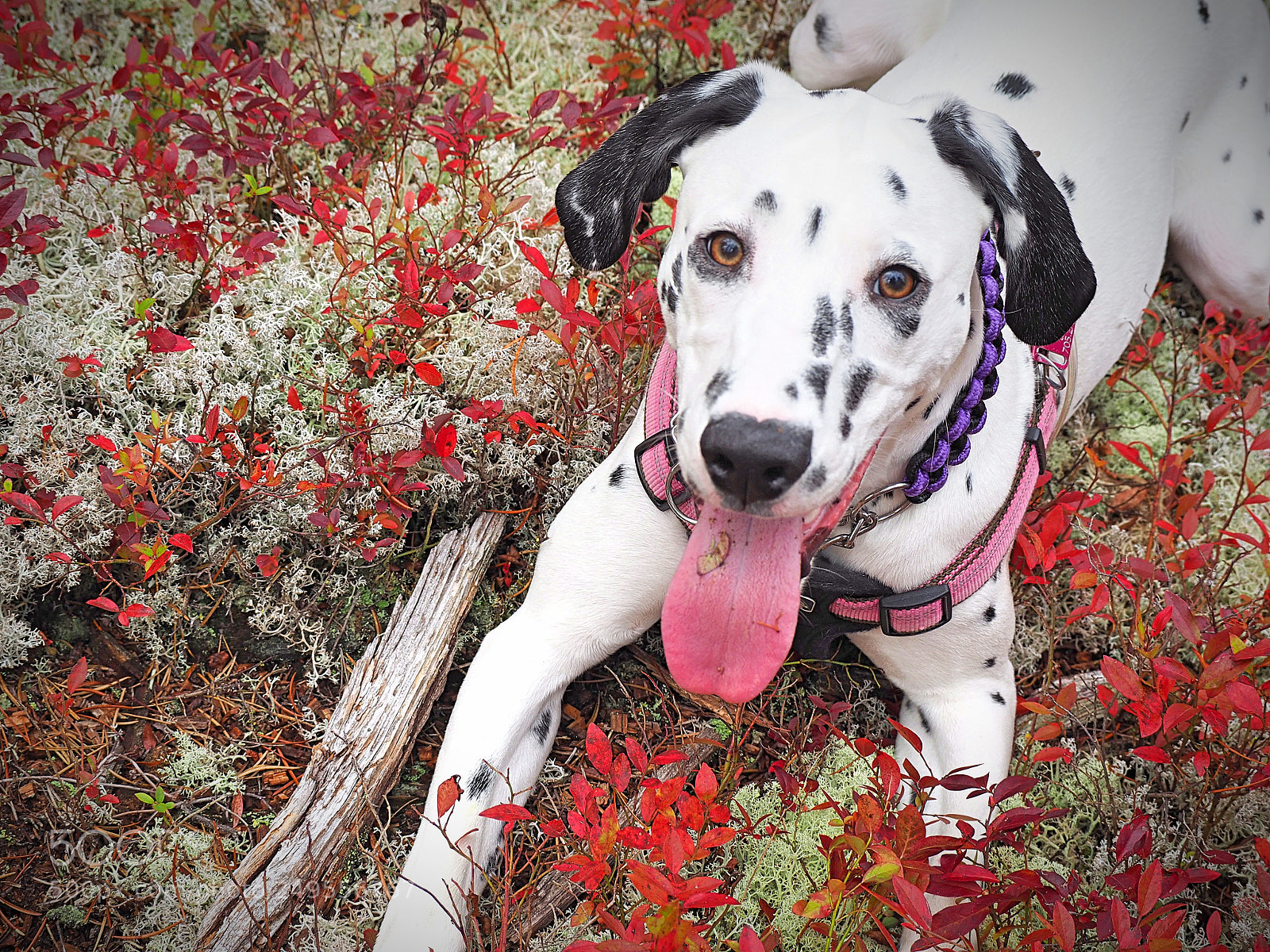 Olympus OM-D E-M10 II sample photo. Loves of my life photography