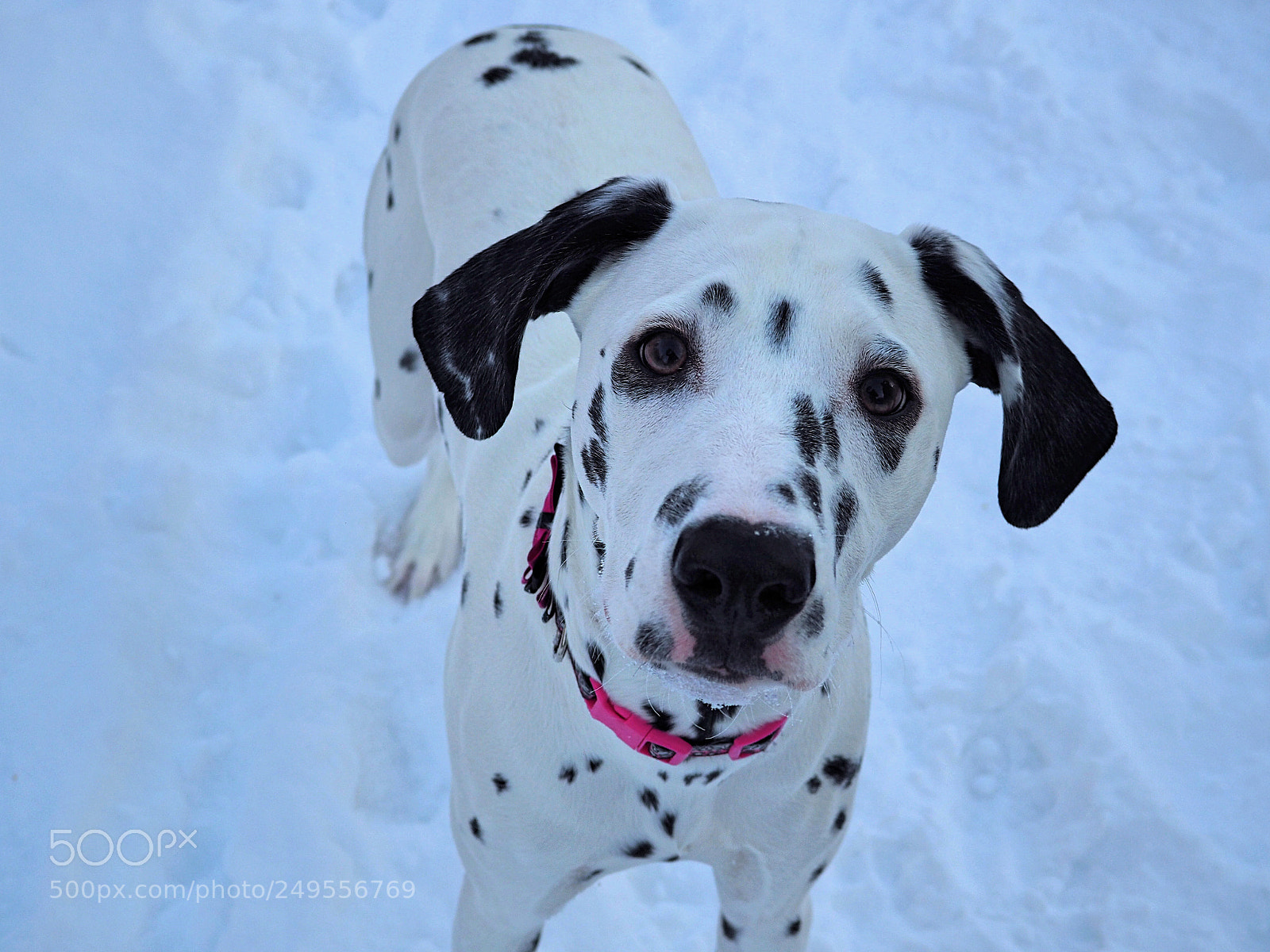 Olympus OM-D E-M10 II sample photo. Loves of my life photography