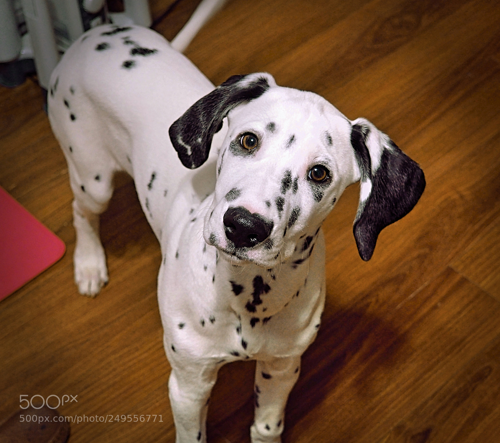 Olympus OM-D E-M10 II sample photo. Loves of my life photography