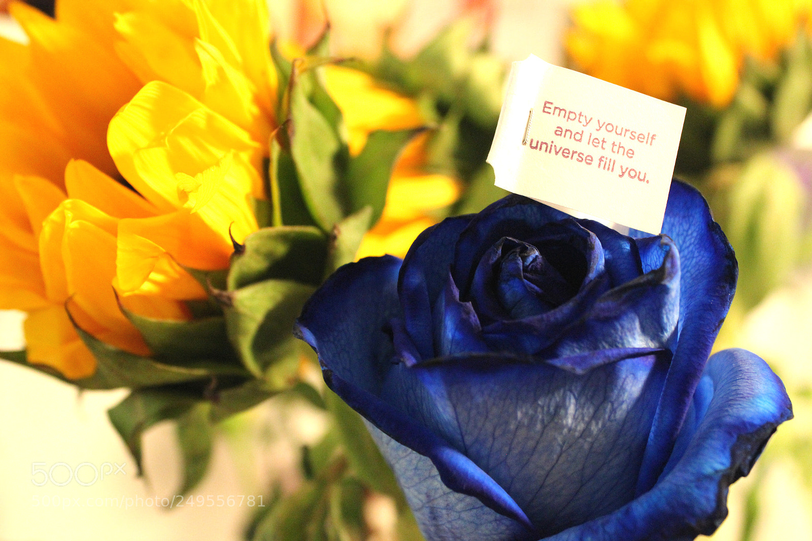 Canon EOS 600D (Rebel EOS T3i / EOS Kiss X5) sample photo. Img photography