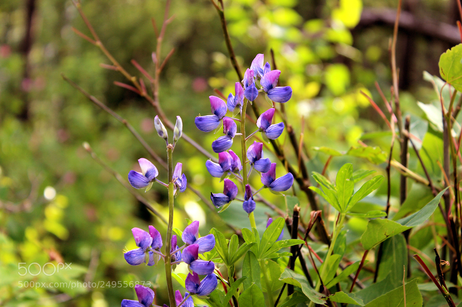Canon EOS 600D (Rebel EOS T3i / EOS Kiss X5) sample photo. Img photography