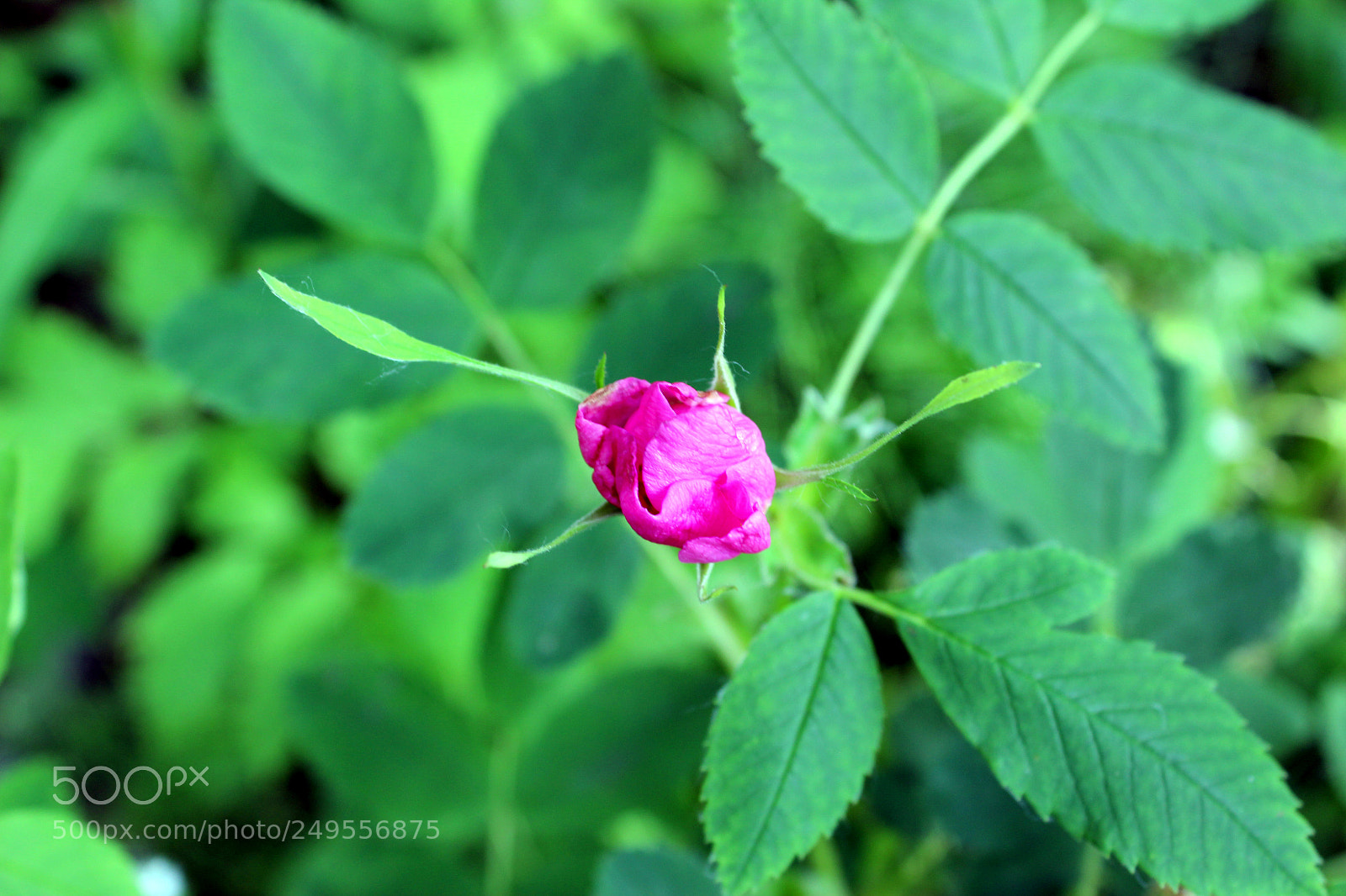 Canon EOS 600D (Rebel EOS T3i / EOS Kiss X5) sample photo. Img photography