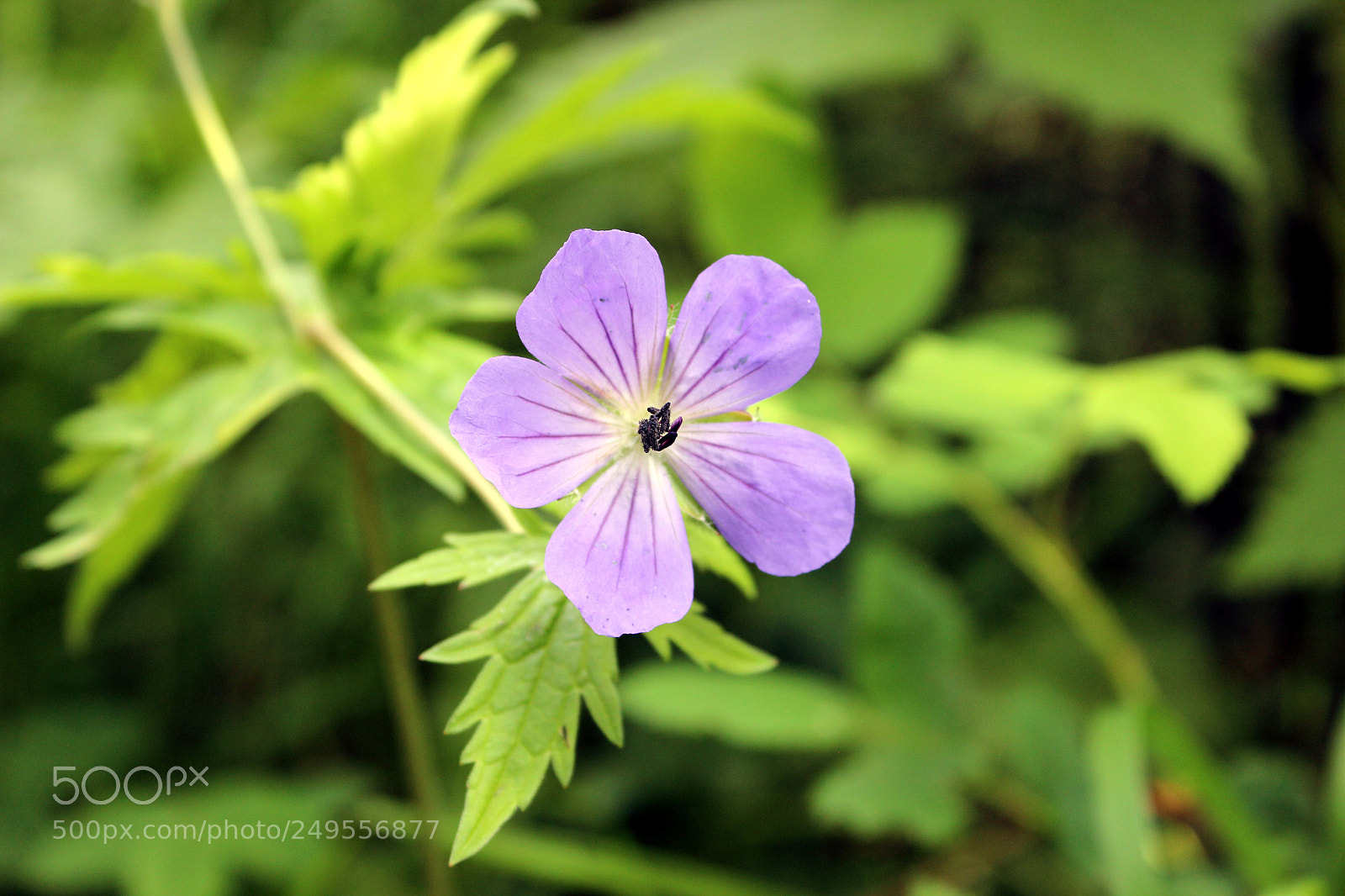 Canon EOS 600D (Rebel EOS T3i / EOS Kiss X5) sample photo. Img photography
