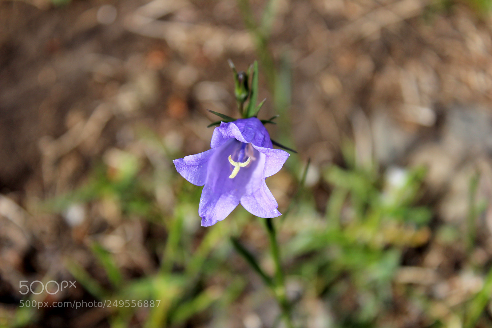 Canon EOS 600D (Rebel EOS T3i / EOS Kiss X5) sample photo. Img photography