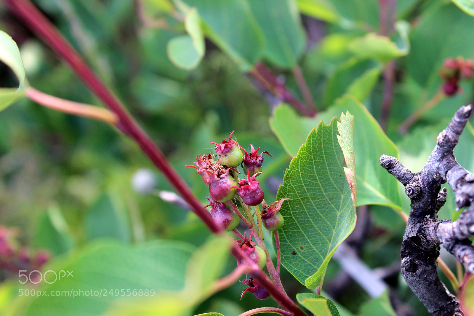 Canon EOS 600D (Rebel EOS T3i / EOS Kiss X5) sample photo. Img photography