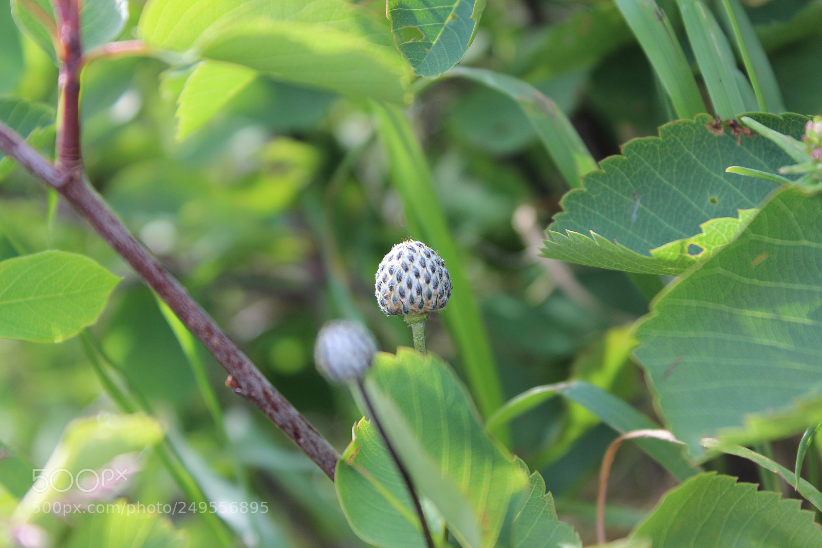 Canon EOS 600D (Rebel EOS T3i / EOS Kiss X5) sample photo. Img photography