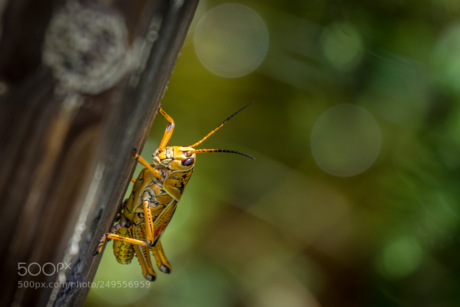 Canon EOS 7D Mark II sample photo. Tiny world photography