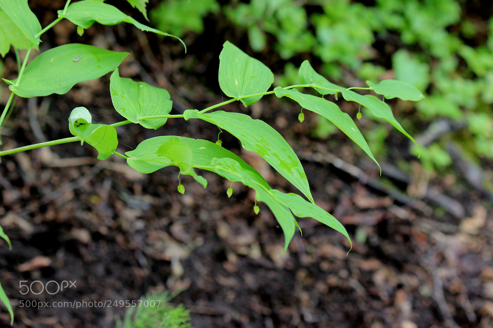 Canon EOS 600D (Rebel EOS T3i / EOS Kiss X5) sample photo. Img photography