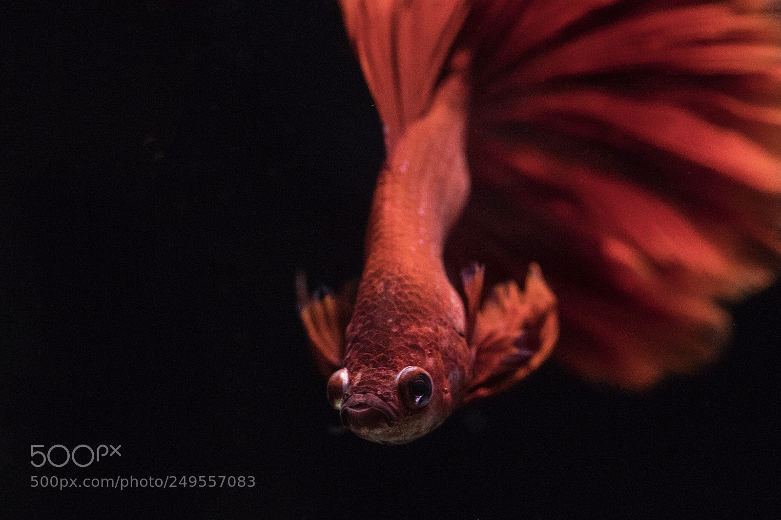 Canon EOS 5D Mark IV sample photo. Untitled photography