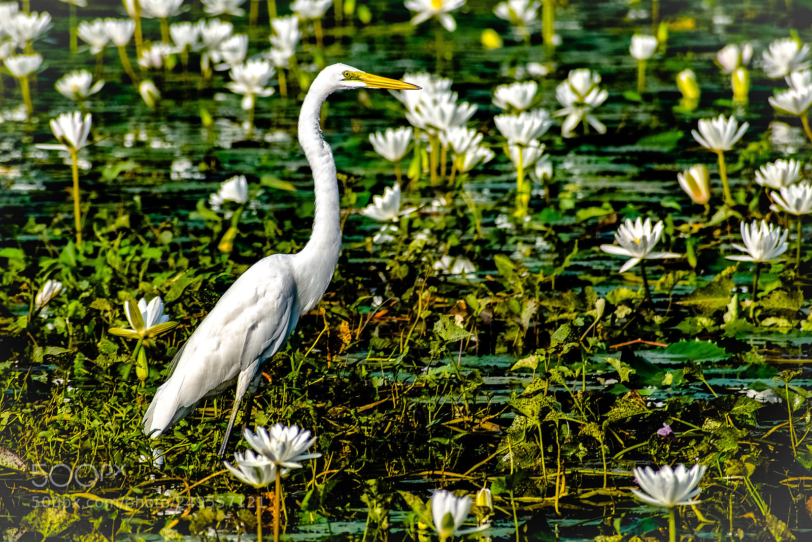 Nikon D5300 sample photo. Egret in lotus pond photography