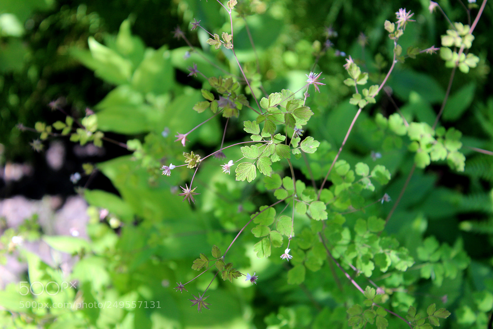 Canon EOS 600D (Rebel EOS T3i / EOS Kiss X5) sample photo. Img photography