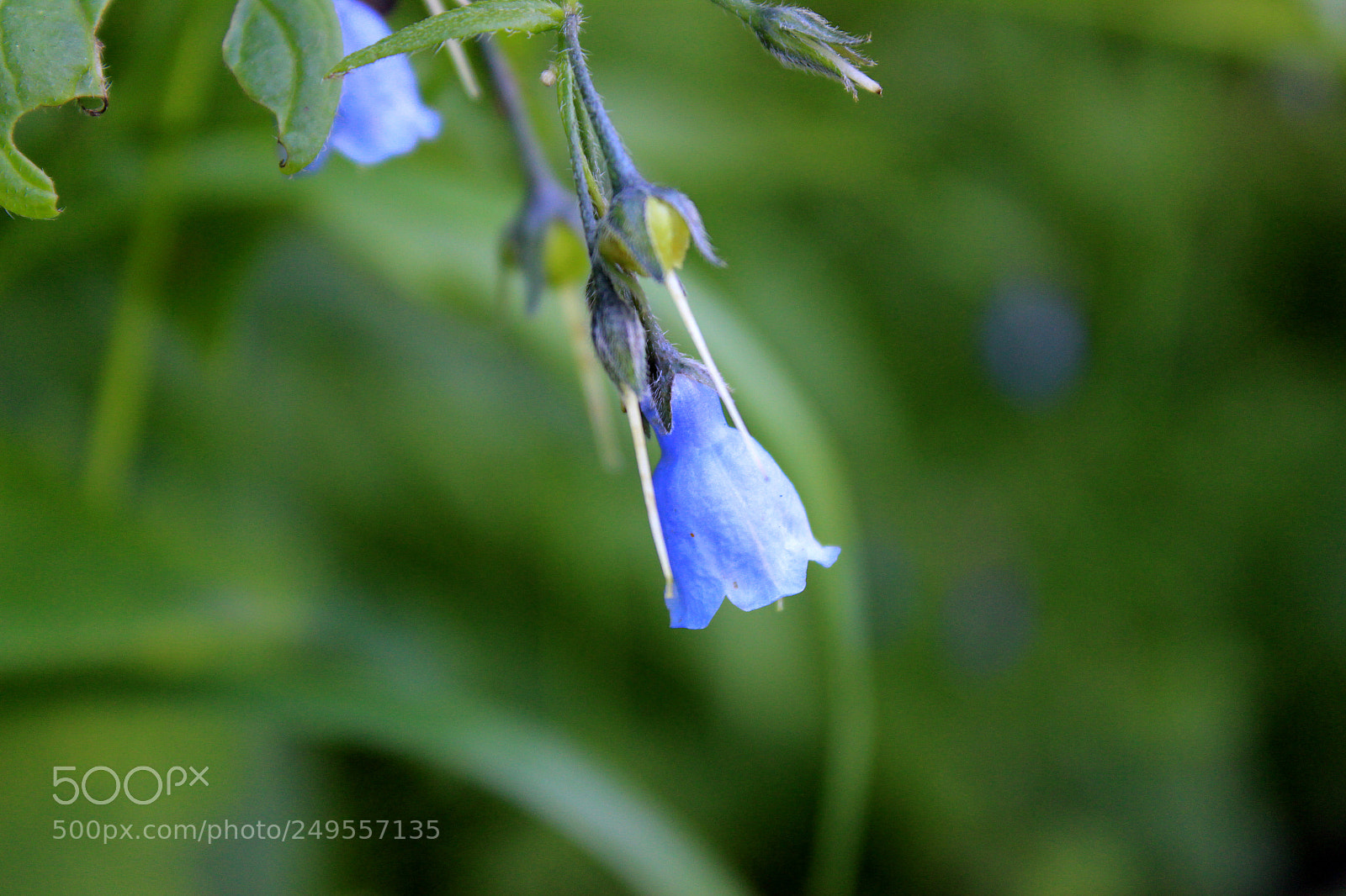 Canon EOS 600D (Rebel EOS T3i / EOS Kiss X5) sample photo. Img photography