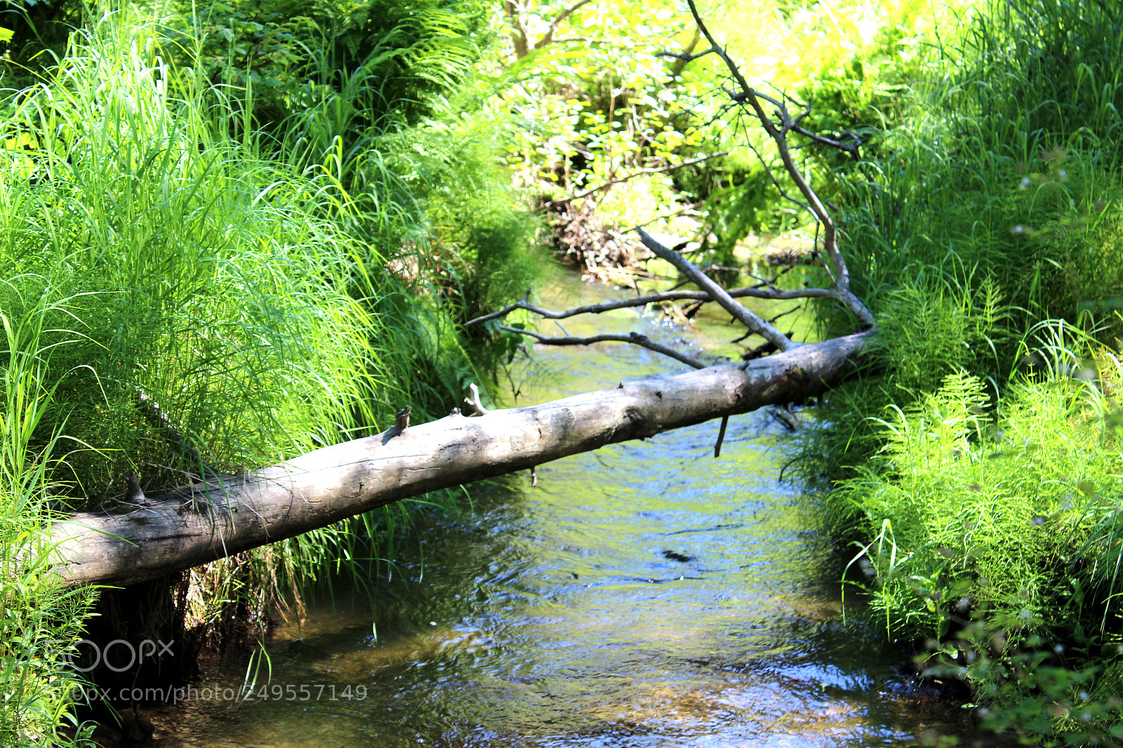 Canon EOS 600D (Rebel EOS T3i / EOS Kiss X5) sample photo. Img photography