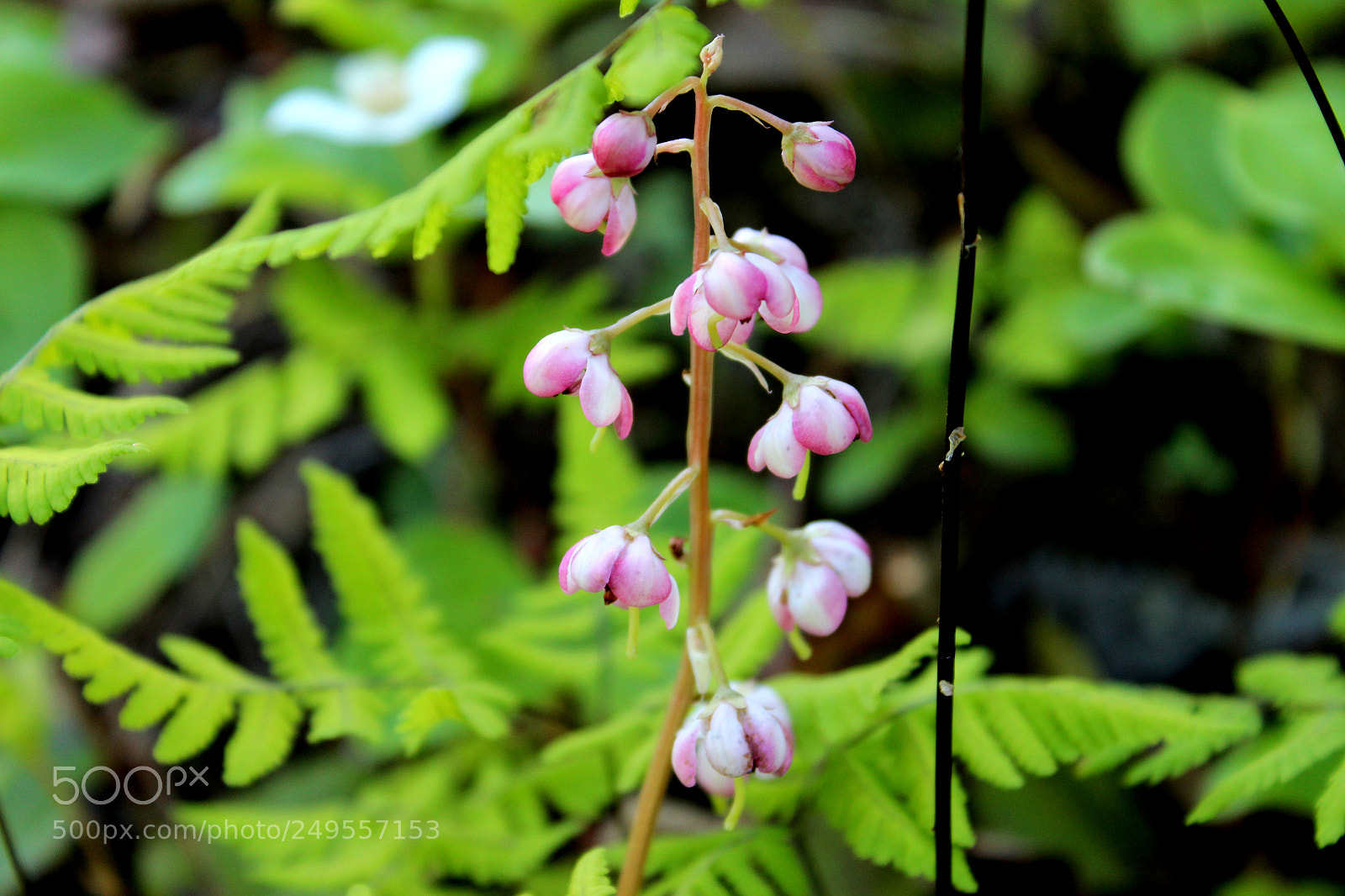 Canon EOS 600D (Rebel EOS T3i / EOS Kiss X5) sample photo. Img photography