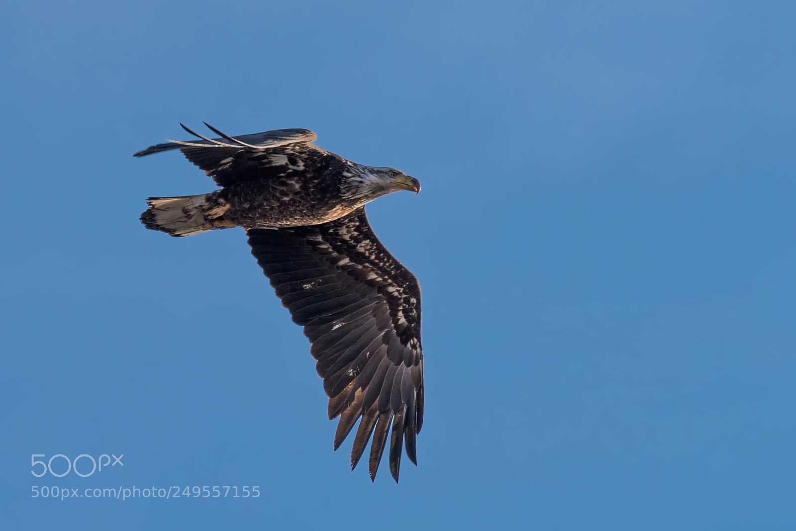 Nikon D810 sample photo. Eagle photography